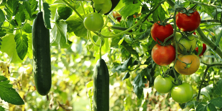 Arrosage du potager