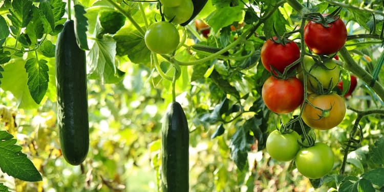 Arrosage du potager