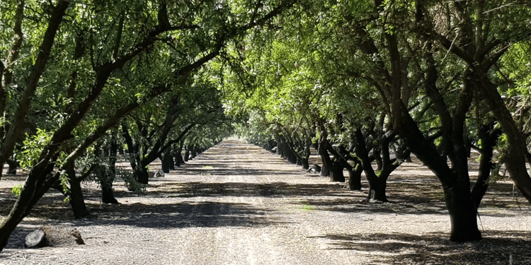 L'IRRIGATION DE PRÉCISION POUR VOS AMANDES