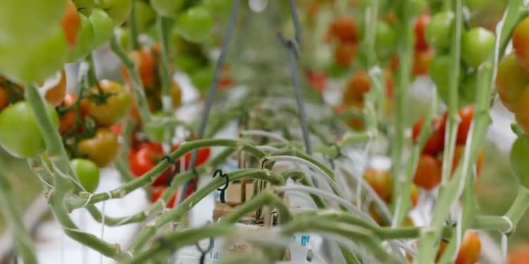 Répondre à la demande avec une production de tomates de qualité