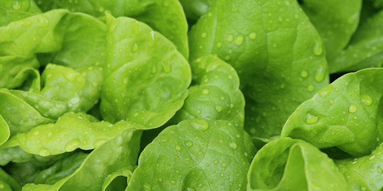 Optimisez votre production de salade avec l'irrigation de précision