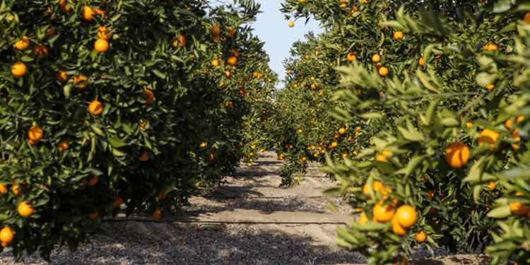 Optimisez votre rendement et la taille de vos agrumes avec l'irrigation de précision