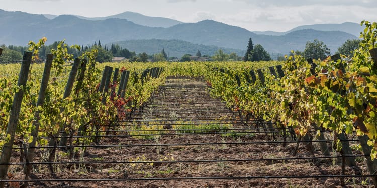 Récoltez le meilleur de votre vigne avec l’irrigation de précision