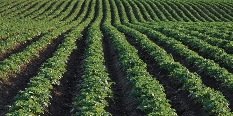 OBTENEZ UN BON RENDEMENT ET CALIBRE AVEC L'IRRIGATION DE PRÉCISION