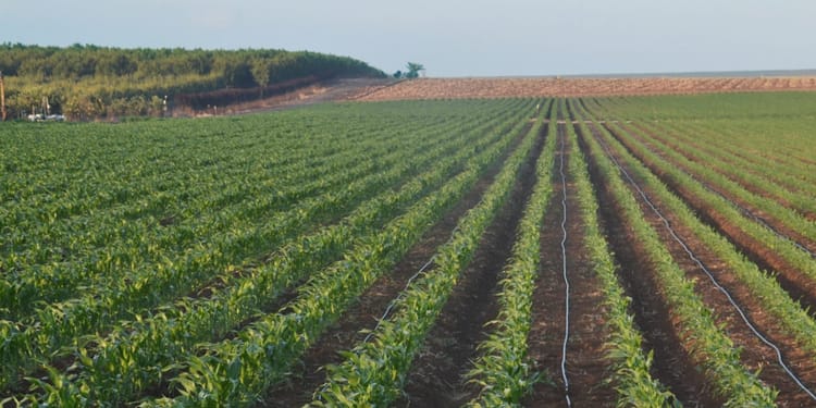 Efficacité d'utilisation de l'eau avec l'irrigation de précision