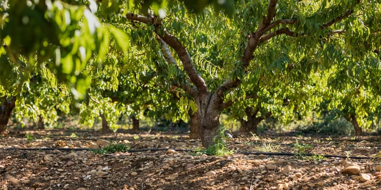 Solutions d'irrigation de précision pour l'arboriculture et la viticulture
