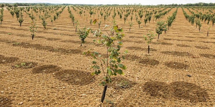 PRODUIRE PLUS DE NOISETTES, SAISON APRÈS SAISON
