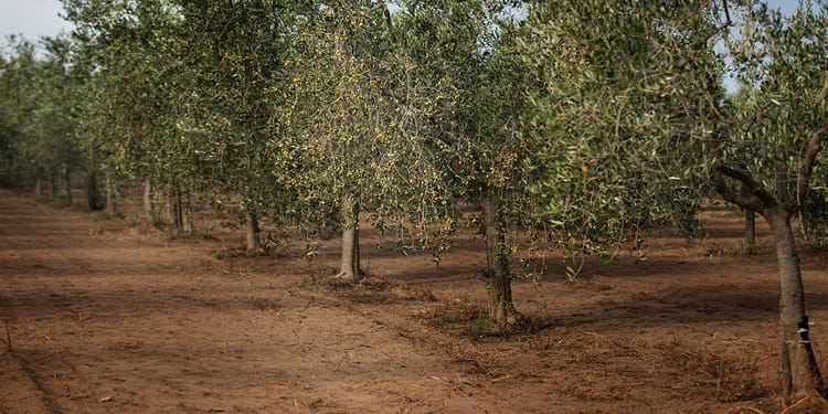 L’irrigation de précision comme vecteur de qualité de l’huile