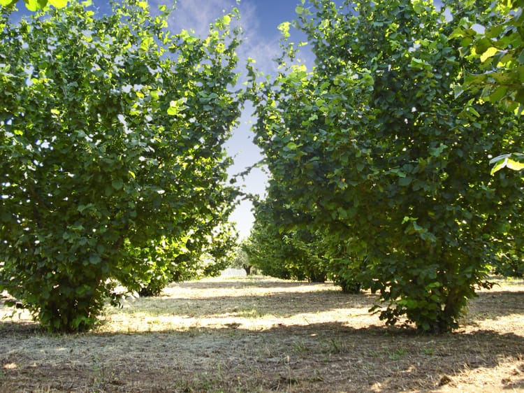 Banner CURIOSITÉ AGRONOMIQUE : LE NOISETIER ET SA FLORAISON