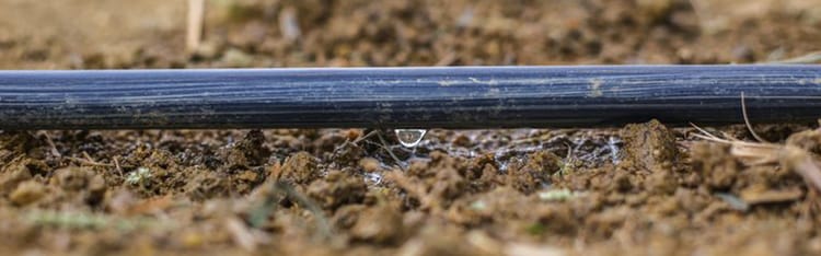 Banner L’irrigation du maïs au goutte à goutte en France et en Italie