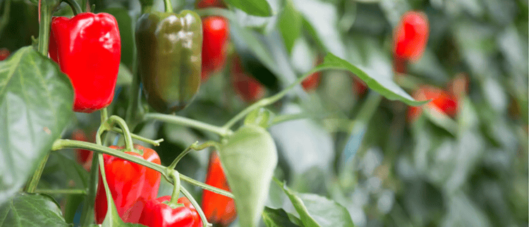 RÉPONDRE À LA DEMANDE AVEC DES POIVRONS DE MEILLEURE QUALITÉ