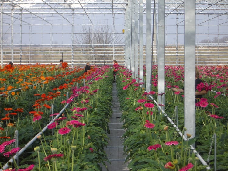 Banner SERRES ET PÉPINIERES MUNICIPALES