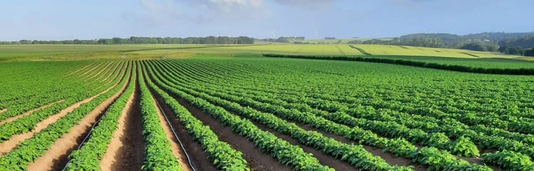 Banner Introduction à l'Irrigation au Goutte à Goutte pour la Culture de la Pomme de Terre