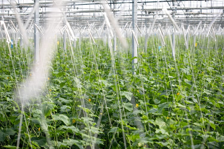 L'irrigation de précision pour les cultures sous serre