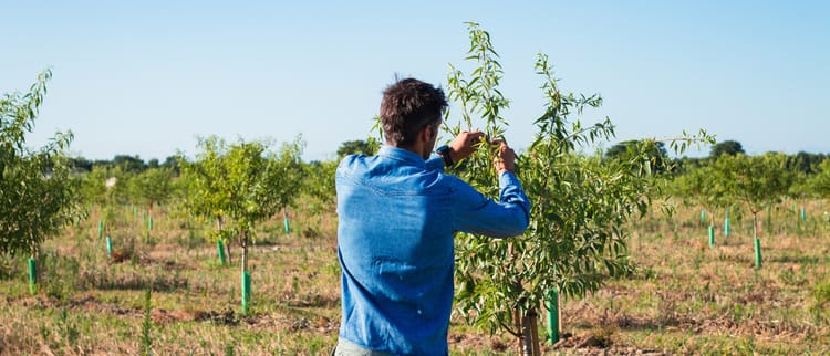 L'irrigation de précision au service d'une amanderaie en agriculture regénérative