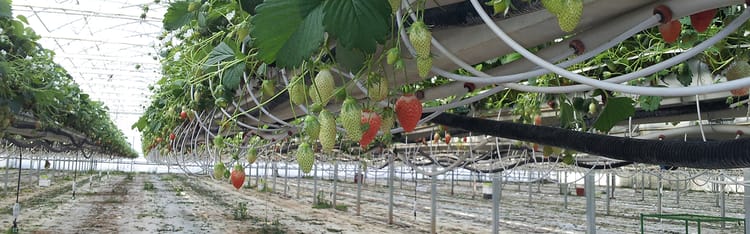 Banner Systèmes de goutte à goutte sur cultures hydroponiques : guide de choix et conseils pour l’installation, la mise en œuvre et la maintenance