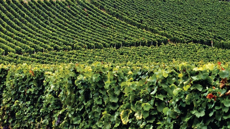 Banner PILOTAGE DE L'IRRIGATION