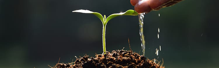 Banner Netafim : pionnier et leader mondial dans les solutions goutte à goutte