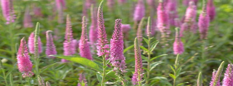 Massifs de vivaces et d’arbustes