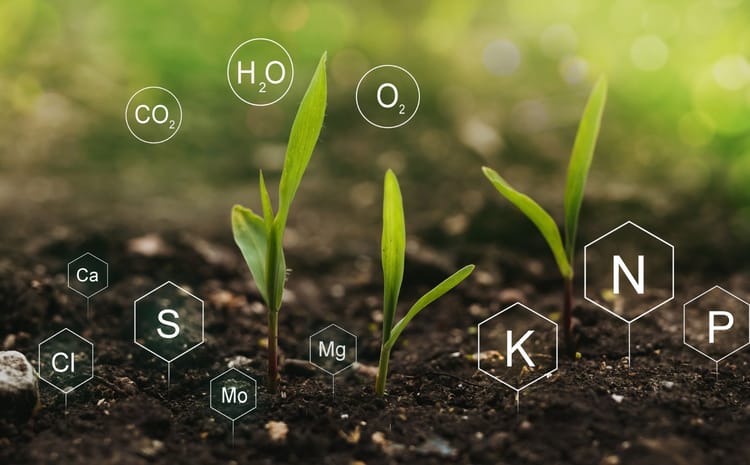 nutriments fertilisants avec irrigation goutte à goutte