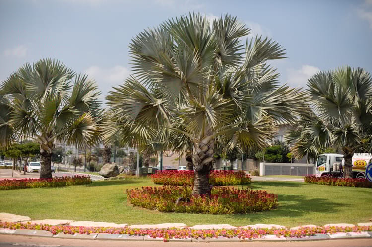 Banner ARBRES ET ARBUSTES D’ALIGNEMENT OU ISOLÉS