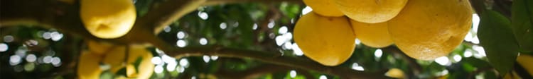 Banner Irrigation de précision des agrumes