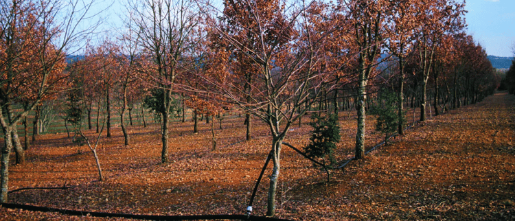 NOS SOLUTIONS POUR L’IRRIGATION DE LA TRUFFE