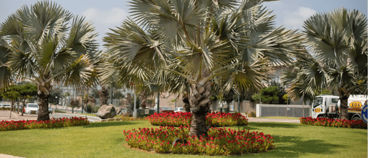 Arrosage des arbres d’ornements