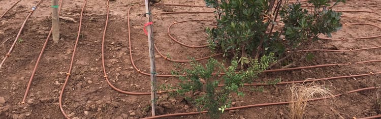 Banner Un exemple réussit de système d’irrigation goutte à goutte enterré sous gazon à partir d’eaux usées