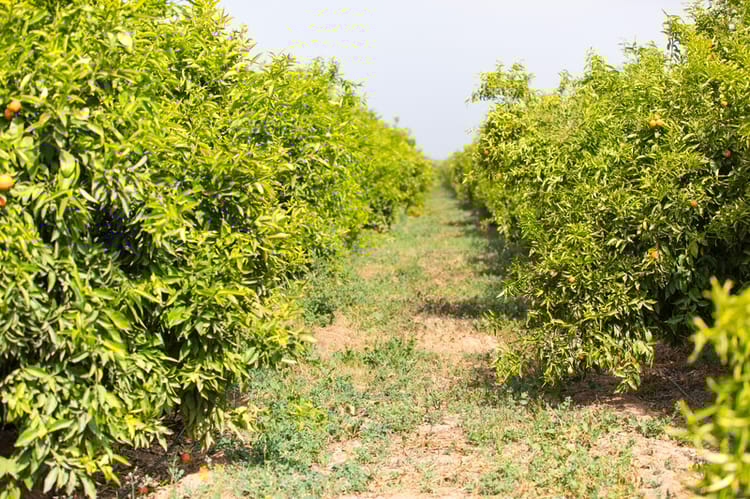 Banner FERTIGATION & NUTRIGATION
