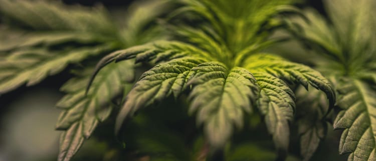 L'irrigation de précision et la fertirrigation pour le chanvre médical