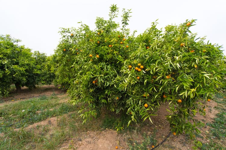 Banner L’arboriculture et l’usage de ferti-irrigation