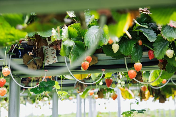 Fraises hors sol irriguées avec Netafim