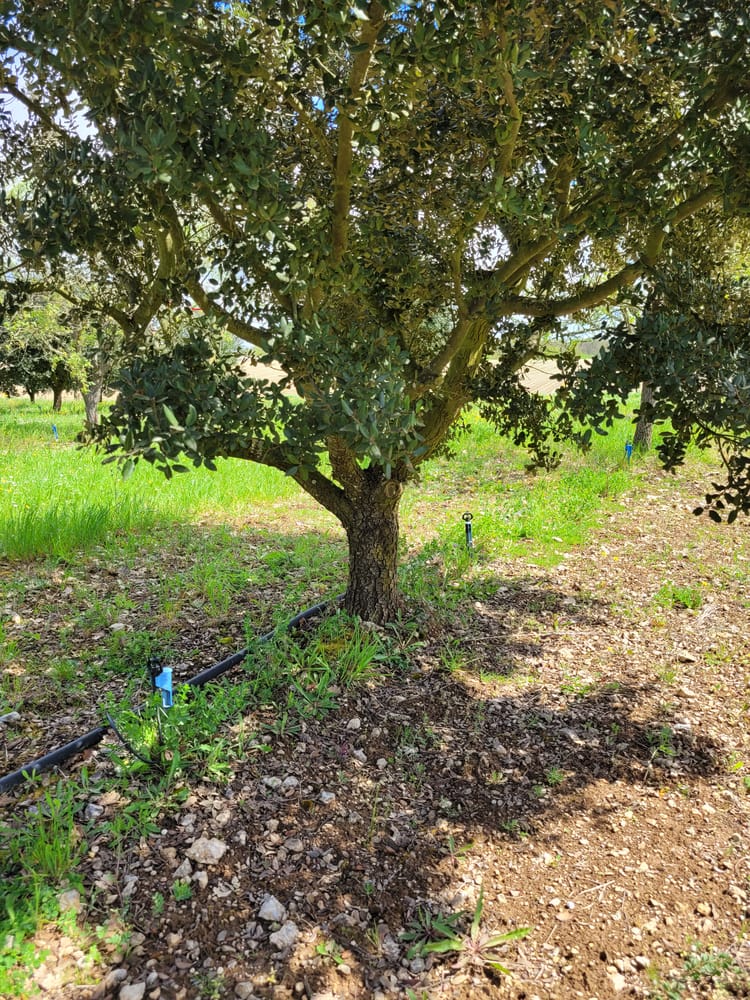 Image truffière irriguée en goutte à goutte
