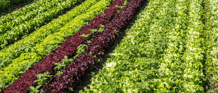 Votre récolte avec le meilleur rendement et une qualité irréprochable.
