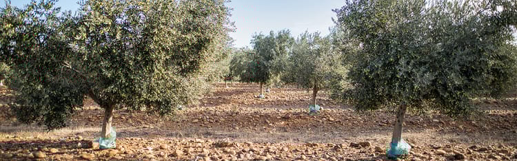 Banner Réalisation d’un réseau d’irrigation goutte à goutte enterré : principes de base et recommandations.