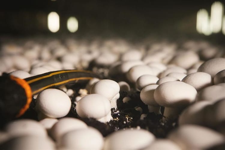 Banner LA CULTURE DU CHAMPIGNON DE PARIS