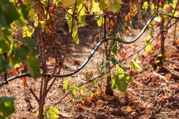 Banner La protection contre le gel dans les vignobles