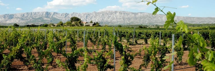 Banner Atteindre ses objectifs de production :  L'Irrigation Goutte à Goutte dans les Vignobles.