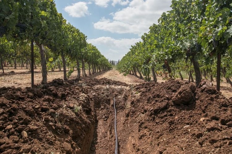 Banner IRRIGUER LA VIGNE : POURQUOI ET COMMENT ?