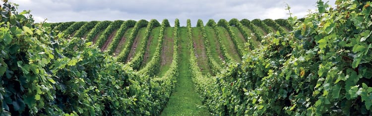 Banner RAISIN DE CUVE