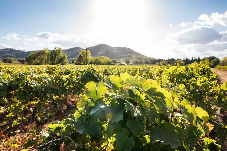 Banner Comment le changement climatique peut affecter le vignoble français ?