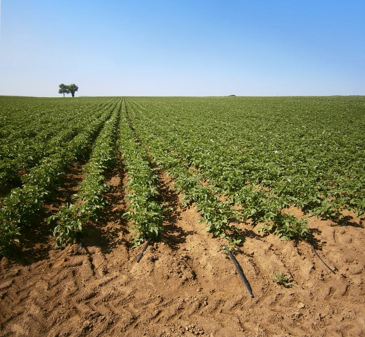 Banner LA POMME DE TERRE