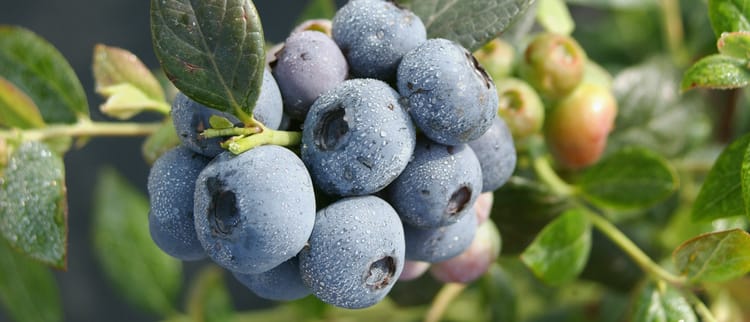 Fertirrigation de précision : De meilleures récoltes, à chaque fois.