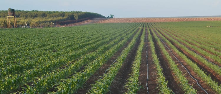 Efficacité d'utilisation de l'eau avec l'irrigation de précision