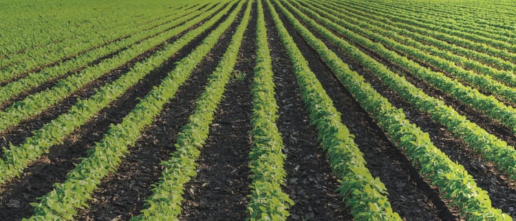 Solutions d'irrigation de précision pour le plein champ et le maraichage