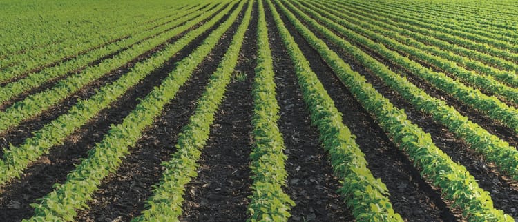 Solutions d'irrigation de précision pour le plein champ et le maraichage