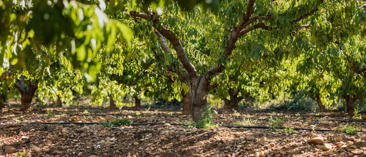 Solutions d'irrigation de précision pour l'arboriculture et la viticulture