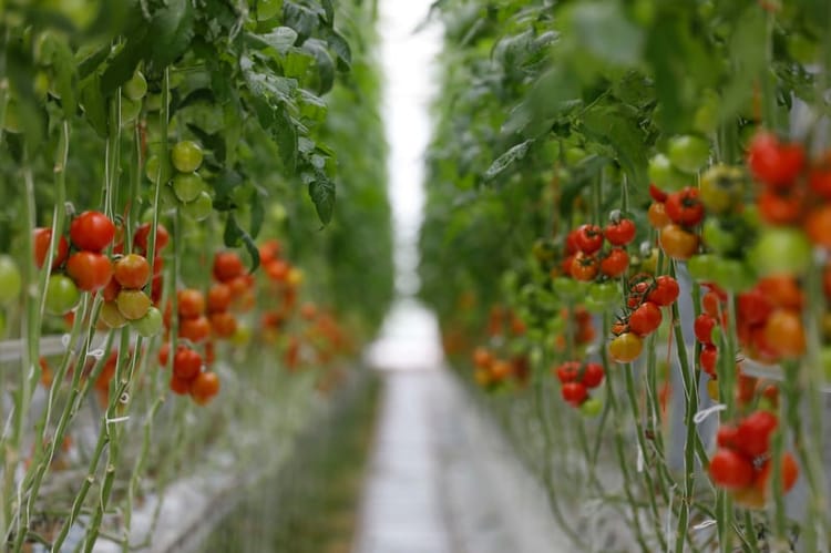 Cultures en serre