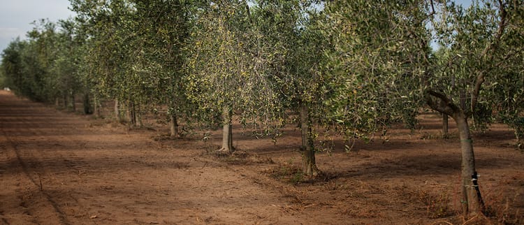 L’irrigation de précision comme vecteur de qualité de l’huile